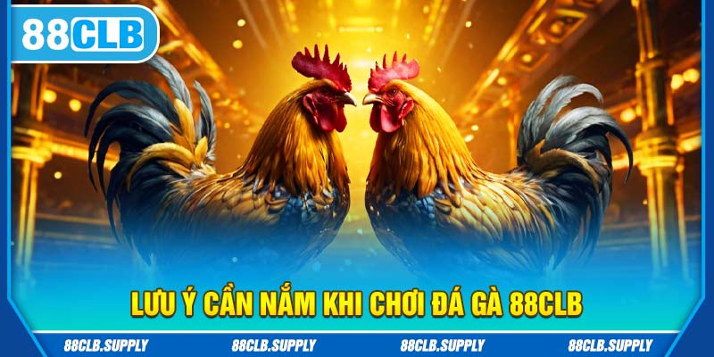 Lưu ý nên nhớ khi chơi đá gà 88clb