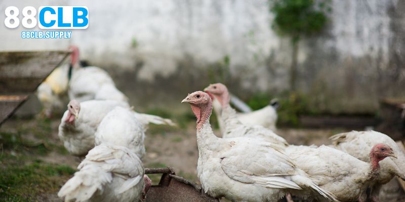 Đặc điểm giúp gà Asil luôn được nhiều người ưa chuộng hàng đầu